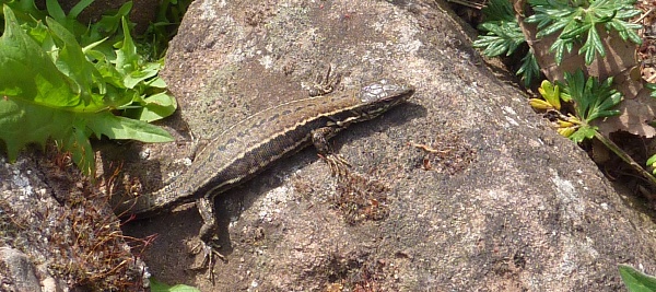 Marathon-Tour 600-12 Marathon-Tour 600-12